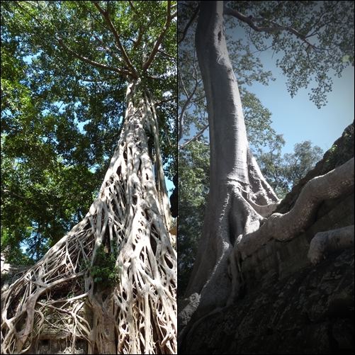 Arboles en Ta Prohm - Angkor