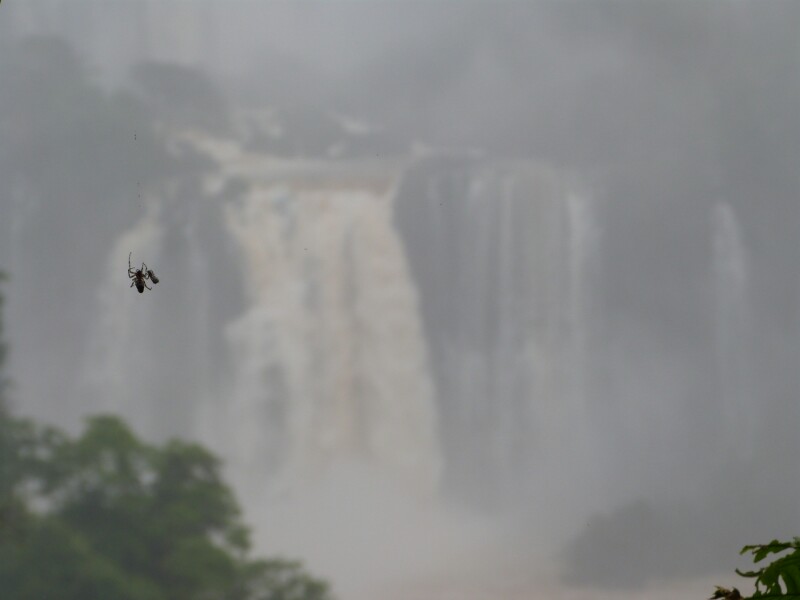 Naturaleza en Iguazú