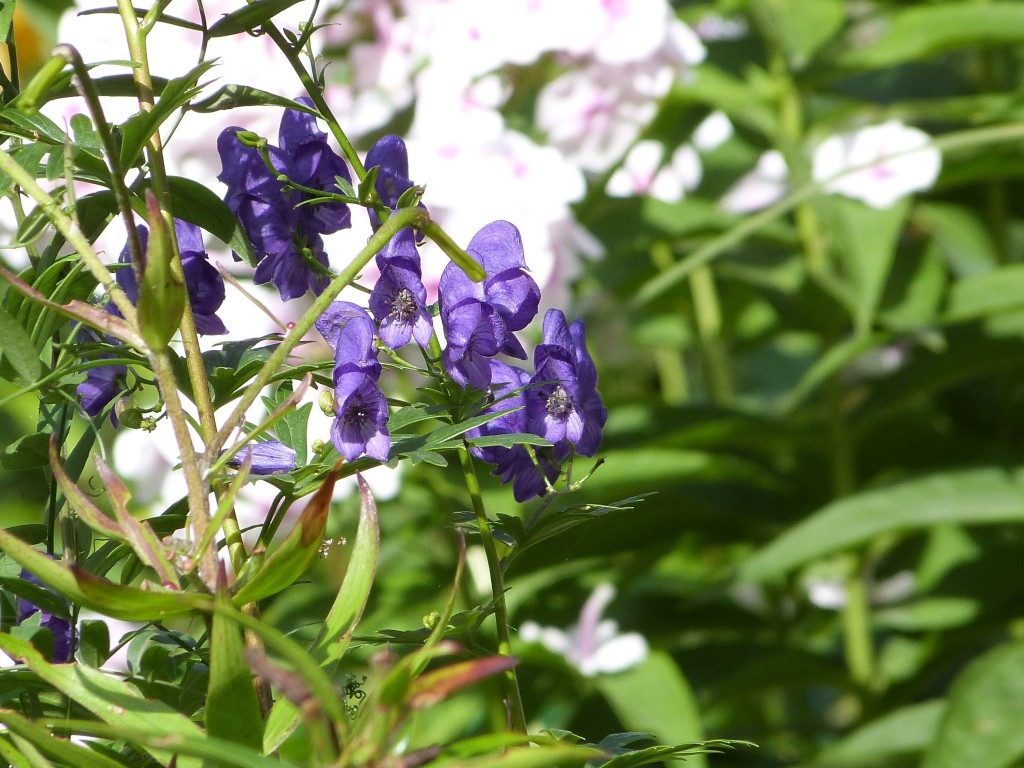 Flores en Peterhof