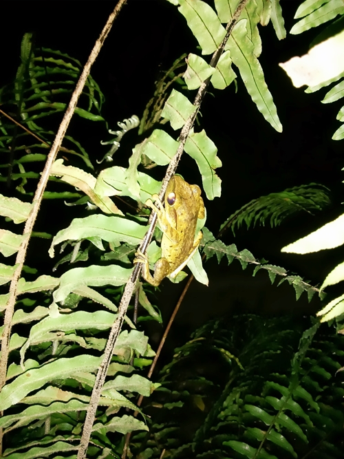 Rana en Khao Sok