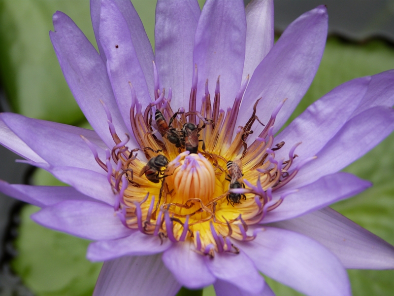 Flor de Tailandia