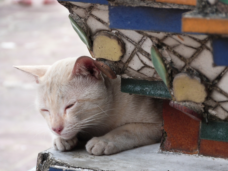 Gato tailandés