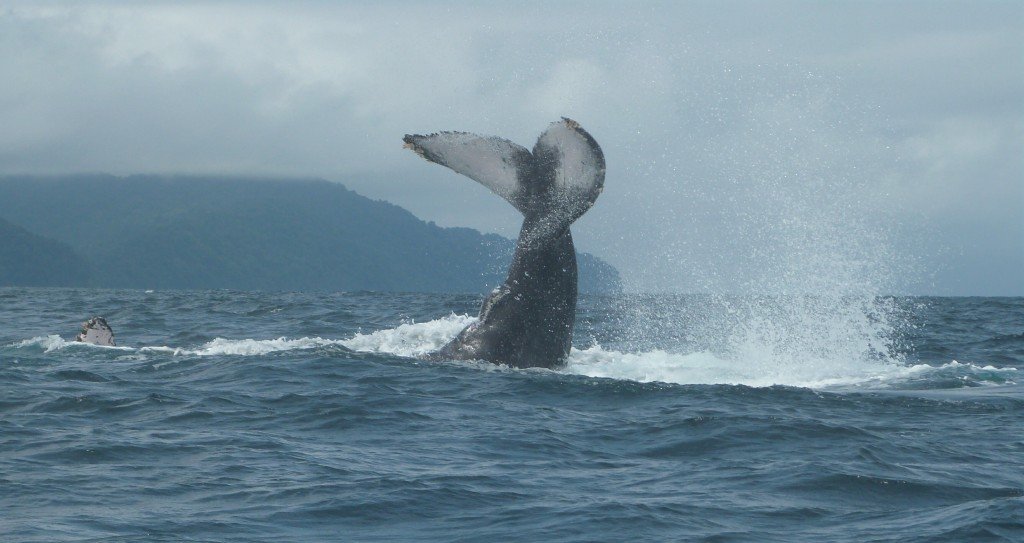 Ballenas tamboreando