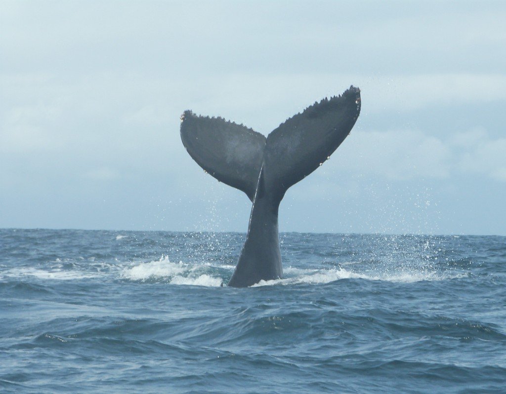 Ballenas en Bahia Solano