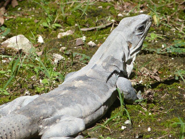 Animalitos que te encuentras en CI