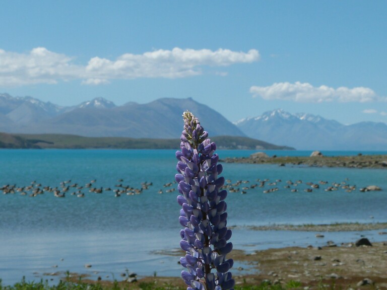 La primera postal desde Tekapo