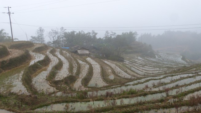 Terrazas de arroz en Sapa