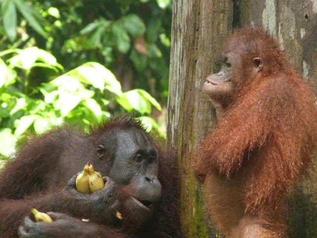 Escenas preciosas de orangutanes