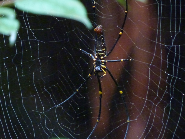 Naturaleza en Kubah