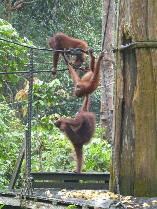 Oraguntanes jugando en Sepilok