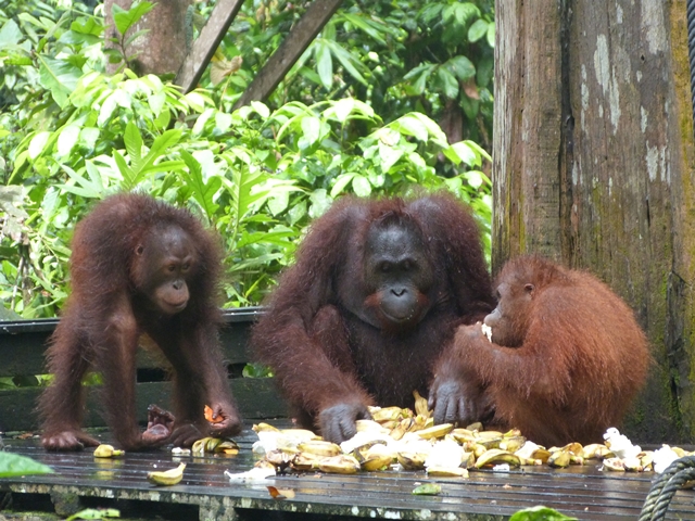Orangutanes alimentándose en Sepilok