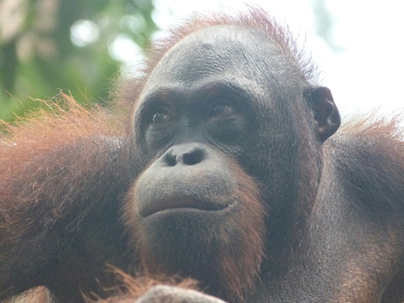 Primer plano de un orangutan en Sepilok