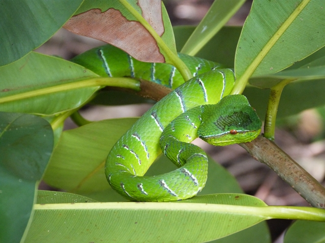 Serpiente en Bako