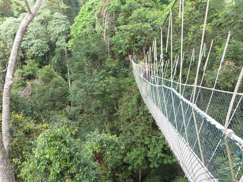 Pasarela en Taman Negara