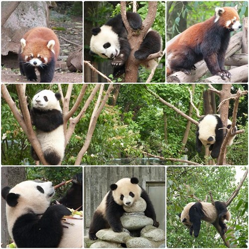 Pandas en Chengdú