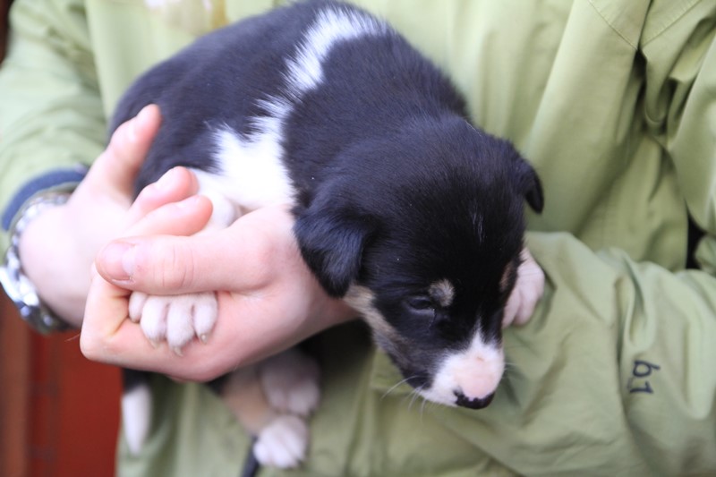 Cachorro de Alaska Husky