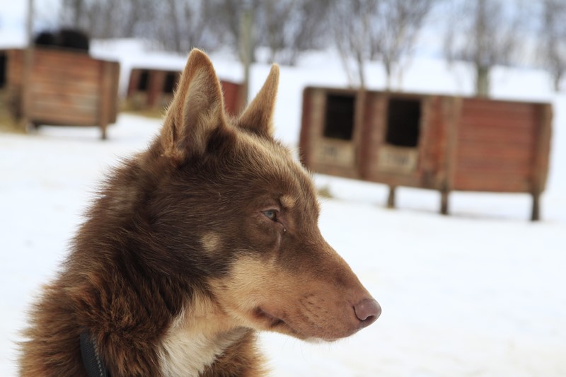 Primer plano de un Alaska Husky