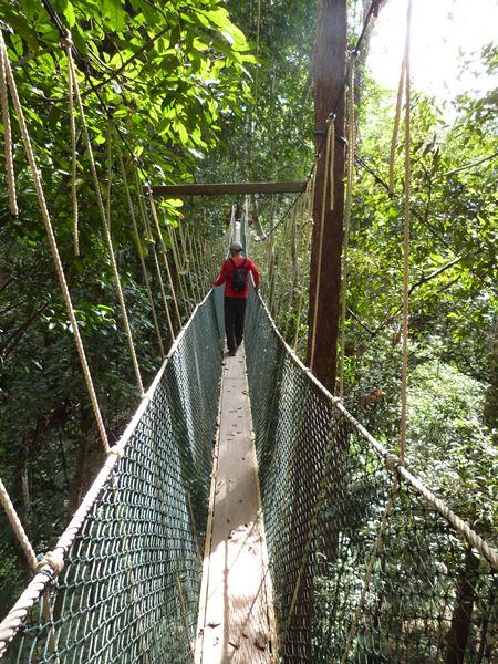 Caminando por los puentes colgantes de Taman Negara