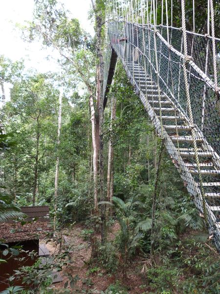 Descenso de los puentes en Taman Negara