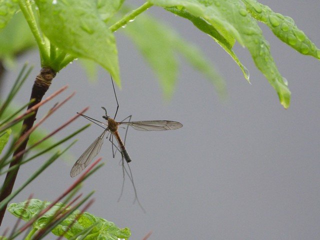 Insecto en Zhangjiajie