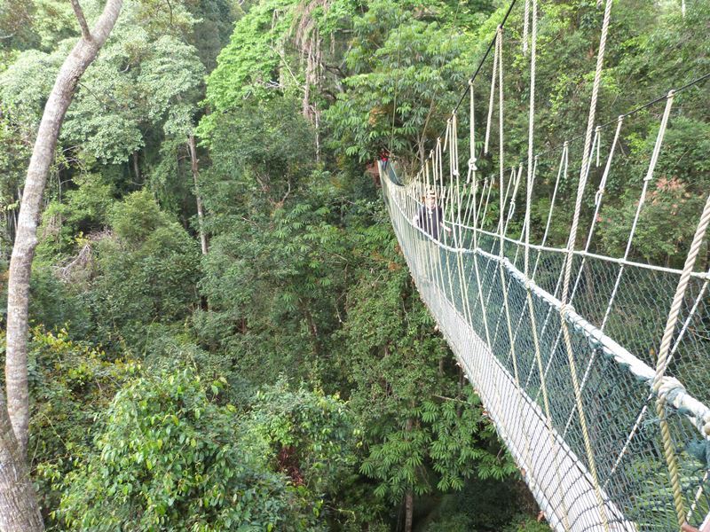 Portada de Taman Negara