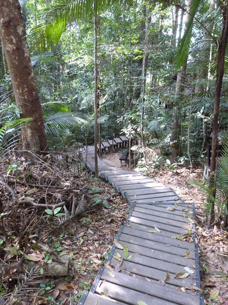 Sendero en Taman Negara