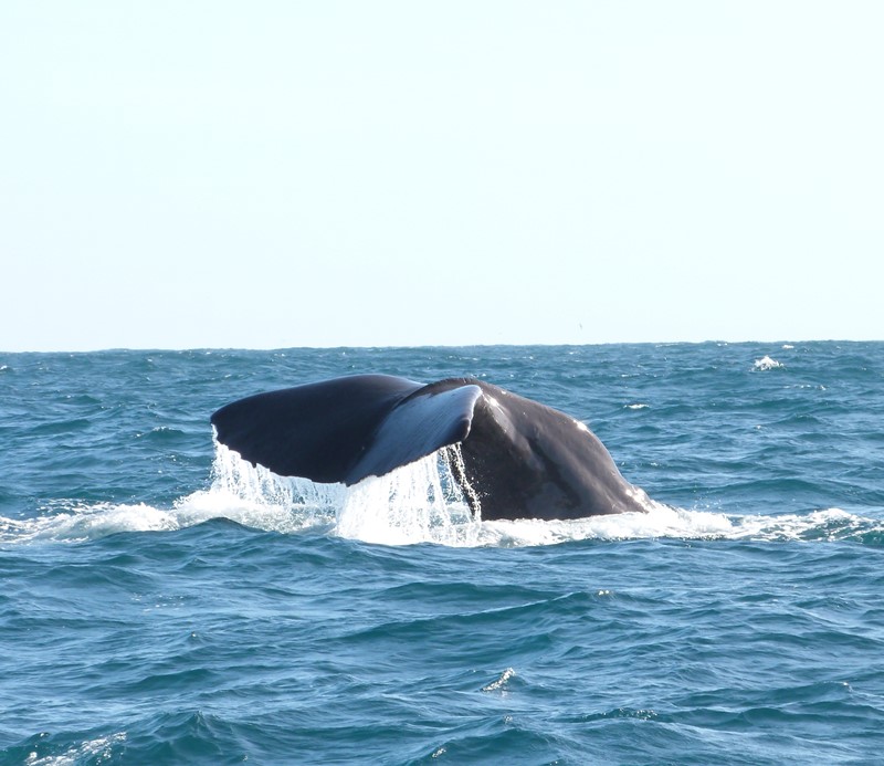 Ballenas en Nueva Zelanda