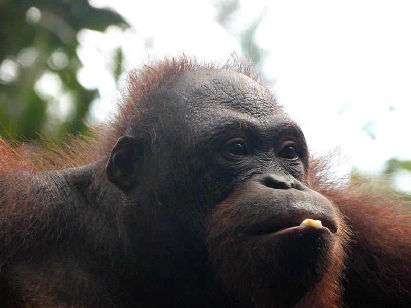 Primer plano de un orangután