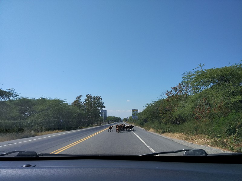 Cabras cruzando la carretera