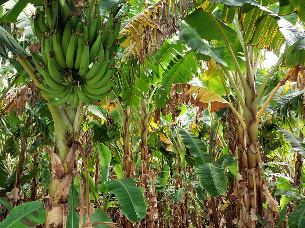 Interior de un conuco con guineos