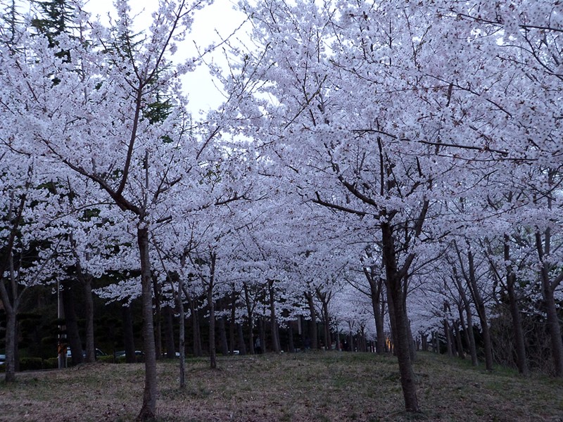 Cerezos en flor en Sokcho