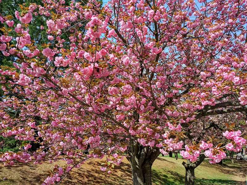 Naturaleza en Corea del Sur