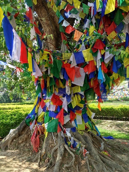 Árbol en Lumbini con decoración budista