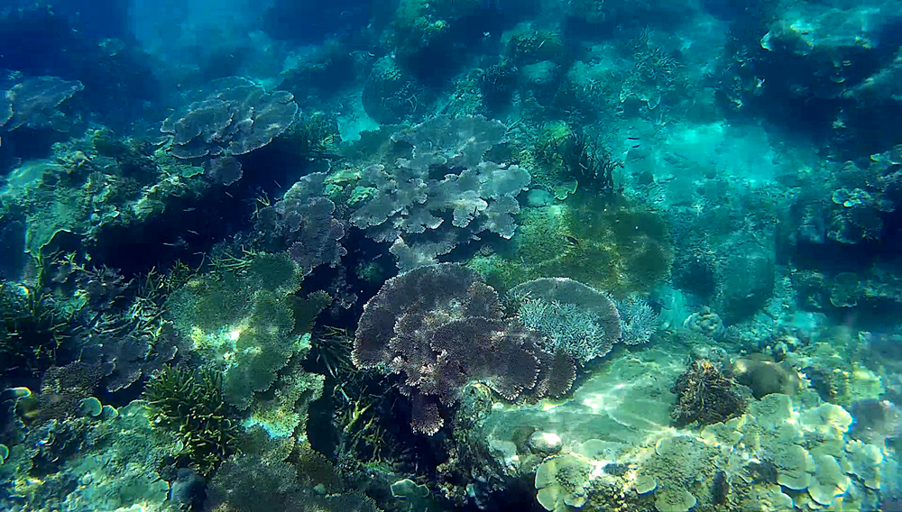 Fondo marino en Perhentian