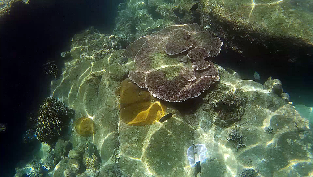 Detalles del fondo desde el kayak