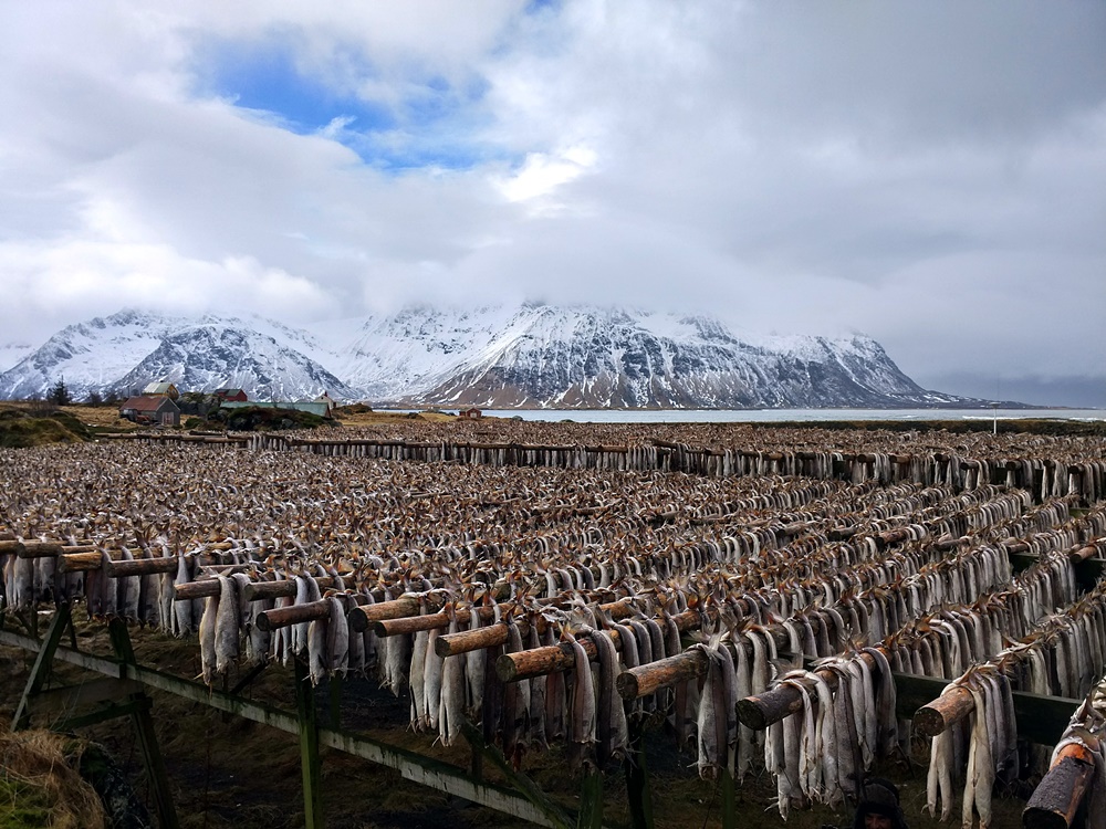 Un secadero de bacalao en las Lofoten