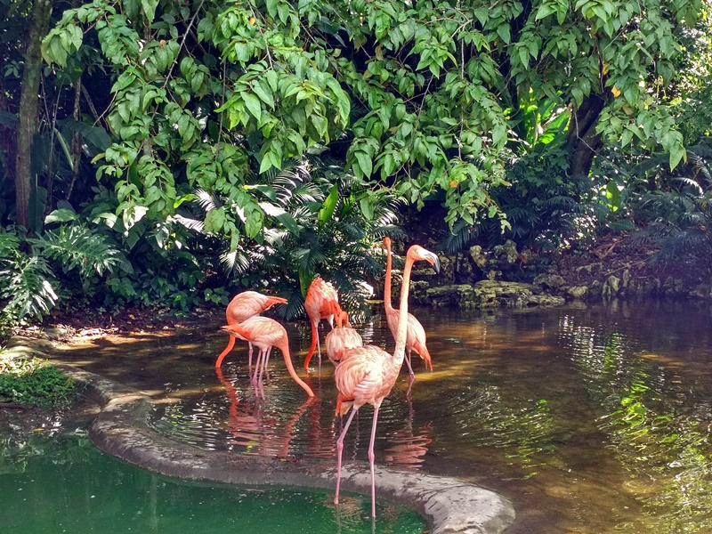 Flamencos rosas en Palenque